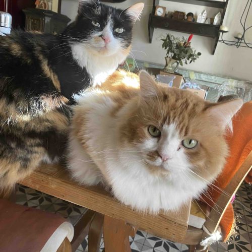 Les chats